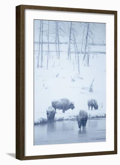 North American Bison (Bison bison) four adults, Yellowstone-Mark Sisson-Framed Photographic Print