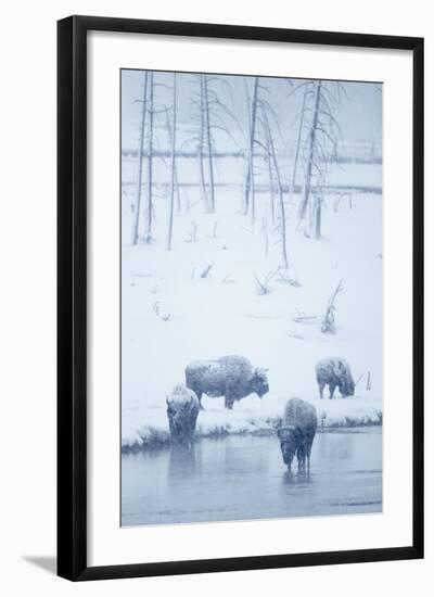 North American Bison (Bison bison) four adults, Yellowstone-Mark Sisson-Framed Photographic Print