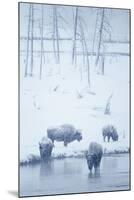 North American Bison (Bison bison) four adults, Yellowstone-Mark Sisson-Mounted Photographic Print