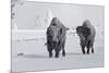 North American Bison (Bison bison) two adult males, walking on snow covered road, Wyoming-Ignacio Yufera-Mounted Photographic Print