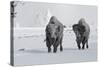 North American Bison (Bison bison) two adult males, walking on snow covered road, Wyoming-Ignacio Yufera-Stretched Canvas