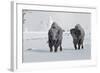 North American Bison (Bison bison) two adult males, walking on snow covered road, Wyoming-Ignacio Yufera-Framed Photographic Print