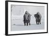 North American Bison (Bison bison) two adult males, walking on snow covered road, Wyoming-Ignacio Yufera-Framed Photographic Print