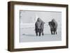 North American Bison (Bison bison) two adult males, walking on snow covered road, Wyoming-Ignacio Yufera-Framed Photographic Print