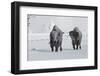 North American Bison (Bison bison) two adult males, walking on snow covered road, Wyoming-Ignacio Yufera-Framed Photographic Print