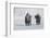 North American Bison (Bison bison) two adult males, walking on snow covered road, Wyoming-Ignacio Yufera-Framed Photographic Print