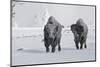 North American Bison (Bison bison) two adult males, walking on snow covered road, Wyoming-Ignacio Yufera-Mounted Photographic Print