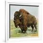 North American Bison on the Great Plains-null-Framed Giclee Print