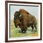 North American Bison on the Great Plains-null-Framed Giclee Print