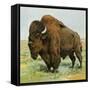 North American Bison on the Great Plains-null-Framed Stretched Canvas