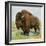 North American Bison on the Great Plains-null-Framed Premium Giclee Print