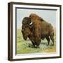 North American Bison on the Great Plains-null-Framed Giclee Print