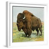 North American Bison on the Great Plains-null-Framed Giclee Print