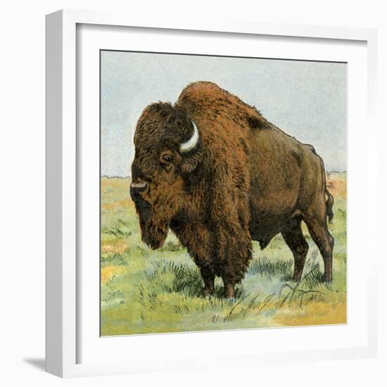 North American Bison on the Great Plains-null-Framed Giclee Print