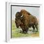 North American Bison on the Great Plains-null-Framed Giclee Print