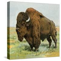 North American Bison on the Great Plains-null-Stretched Canvas