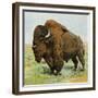 North American Bison on the Great Plains-null-Framed Giclee Print