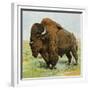 North American Bison on the Great Plains-null-Framed Giclee Print