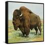 North American Bison on the Great Plains-null-Framed Stretched Canvas