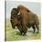 North American Bison on the Great Plains-null-Stretched Canvas