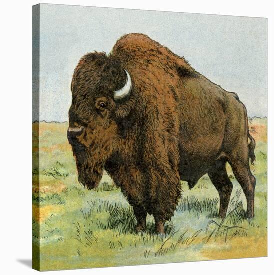 North American Bison on the Great Plains-null-Stretched Canvas