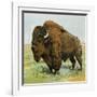 North American Bison on the Great Plains-null-Framed Giclee Print