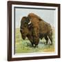 North American Bison on the Great Plains-null-Framed Giclee Print