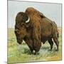 North American Bison on the Great Plains-null-Mounted Giclee Print