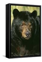 North American Black Bear Adult Male, Close-Up-null-Framed Stretched Canvas