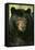 North American Black Bear Adult Male, Close-Up-null-Framed Stretched Canvas