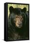 North American Black Bear Adult Male, Close-Up-null-Framed Stretched Canvas