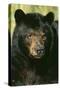 North American Black Bear Adult Male, Close-Up-null-Stretched Canvas