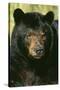 North American Black Bear Adult Male, Close-Up-null-Stretched Canvas