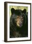 North American Black Bear Adult Male, Close-Up-null-Framed Photographic Print