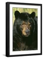 North American Black Bear Adult Male, Close-Up-null-Framed Photographic Print