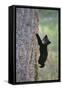 North American Black Bear Cub Climbing Douglas Fir Tree-null-Framed Stretched Canvas