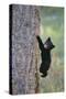 North American Black Bear Cub Climbing Douglas Fir Tree-null-Stretched Canvas