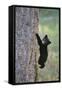 North American Black Bear Cub Climbing Douglas Fir Tree-null-Framed Stretched Canvas