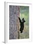 North American Black Bear Cub Climbing Douglas Fir Tree-null-Framed Photographic Print