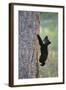 North American Black Bear Cub Climbing Douglas Fir Tree-null-Framed Photographic Print