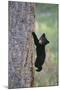 North American Black Bear Cub Climbing Douglas Fir Tree-null-Mounted Photographic Print