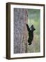 North American Black Bear Cub Climbing Douglas Fir Tree-null-Framed Photographic Print