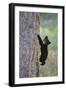 North American Black Bear Cub Climbing Douglas Fir Tree-null-Framed Photographic Print