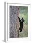 North American Black Bear Cub Climbing Douglas Fir Tree-null-Framed Photographic Print