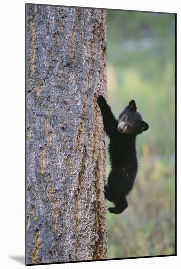 North American Black Bear Cub Climbing Douglas Fir Tree-null-Mounted Photographic Print