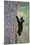 North American Black Bear Cub Climbing Douglas Fir Tree-null-Mounted Photographic Print