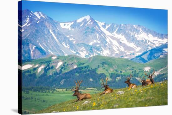 North American Elks-duallogic-Stretched Canvas