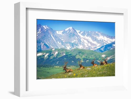 North American Elks-duallogic-Framed Photographic Print