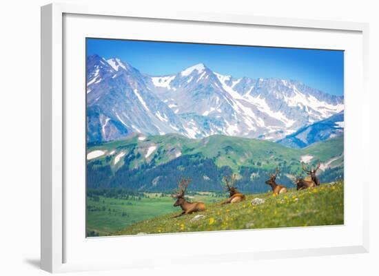 North American Elks-duallogic-Framed Photographic Print
