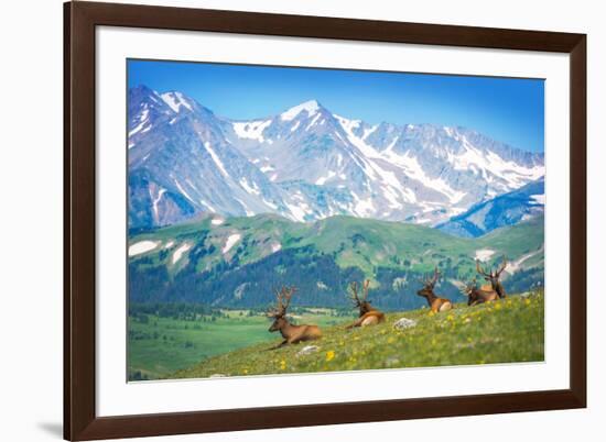 North American Elks-duallogic-Framed Photographic Print